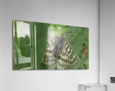 Wallpaper Photography Acrylic Print