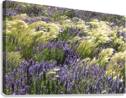 Lupin Flowers  Canvas Print