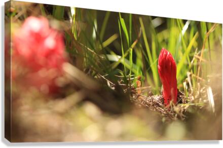 snowplant1 Canvas Print