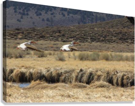 Pelicans in Flight Canvas Print