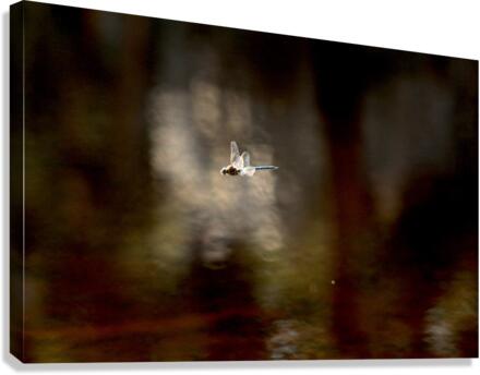 Damsel Fly in Flight Canvas Print