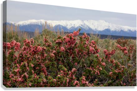 DesertPeachWhitesSnow Canvas Print