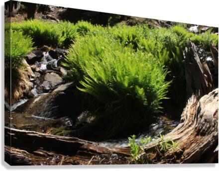 Ferns Log Creek Canvas Print