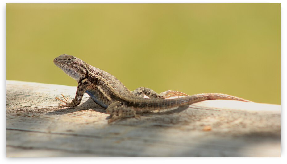 lizard by Dan McConnell