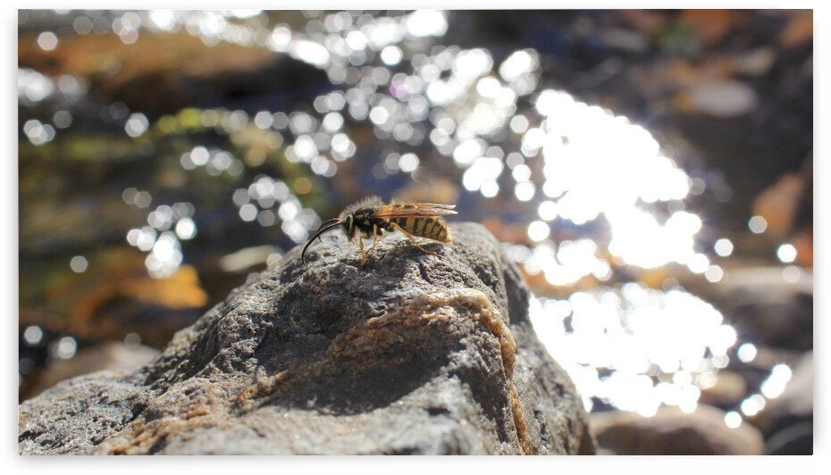 Bee Glitter by Dan McConnell