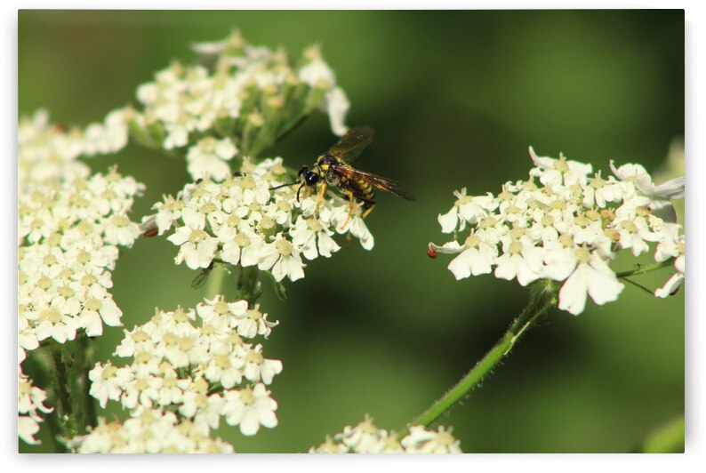 BeeWhiteFlower by Dan McConnell