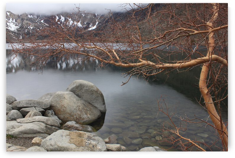 Convict Lake Reflection Silver Birch by Dan McConnell