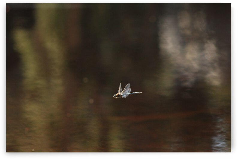 Damsel1 by Dan McConnell