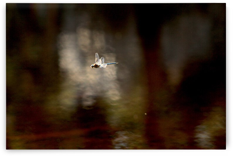 Damsel Fly in Flight by Dan McConnell