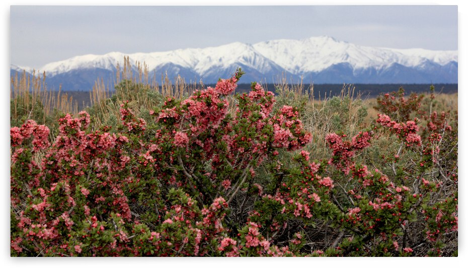 DesertPeachWhitesSnow by Dan McConnell