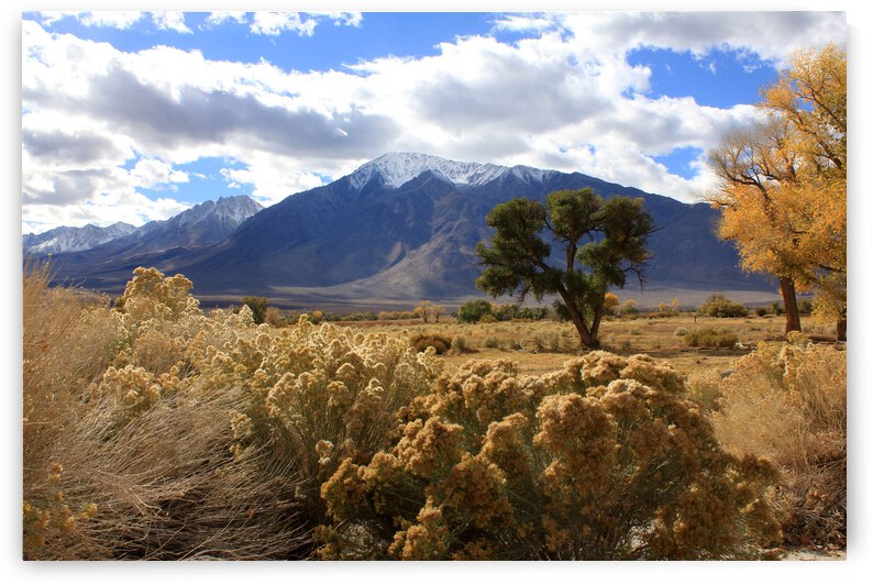 Fall Color Owens  Valley Mt. Tom by Dan McConnell