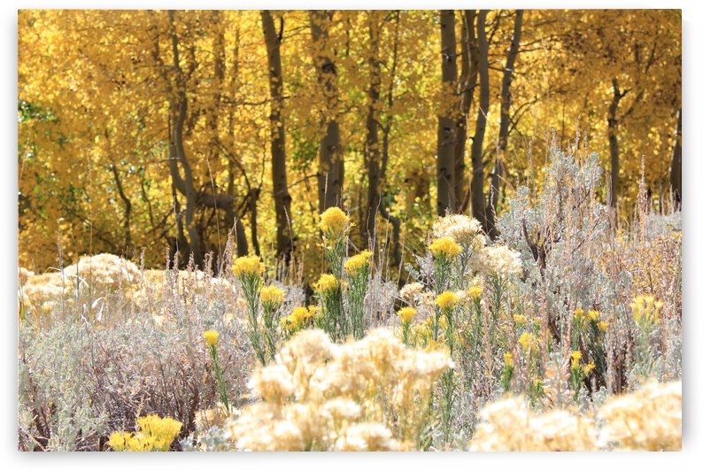Fall Colors by Dan McConnell