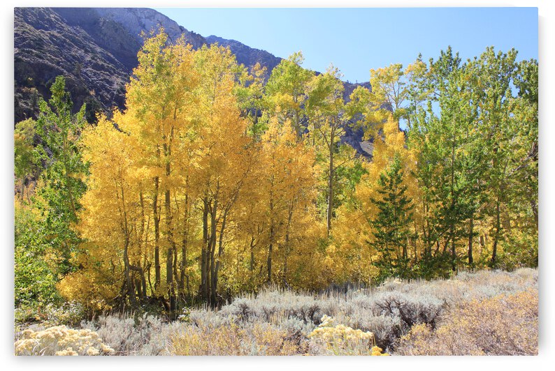 Fall Color by Dan McConnell