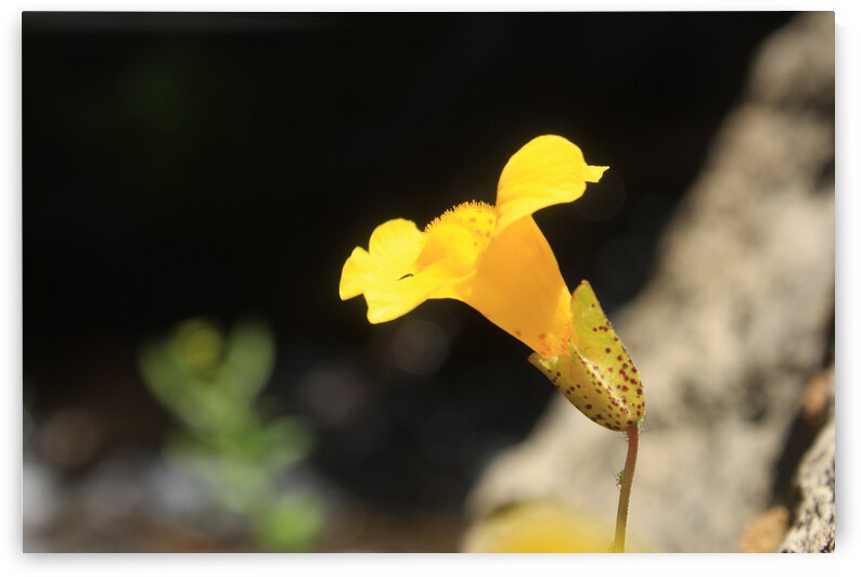 Monkey Flower Yellow by Dan McConnell