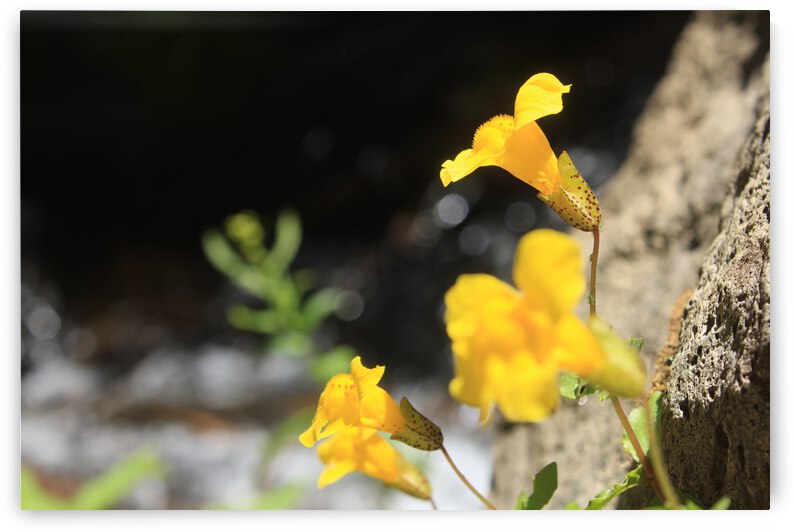 Monkey Flower by Dan McConnell
