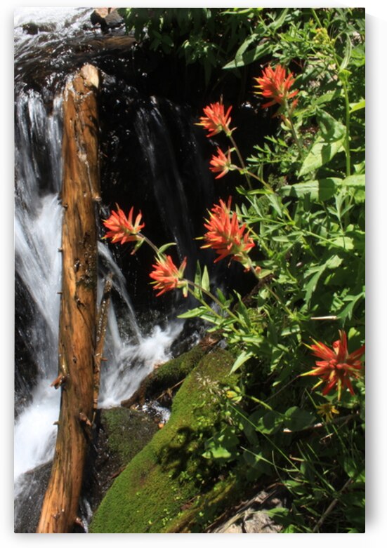 Indian Paintbrush by Dan McConnell