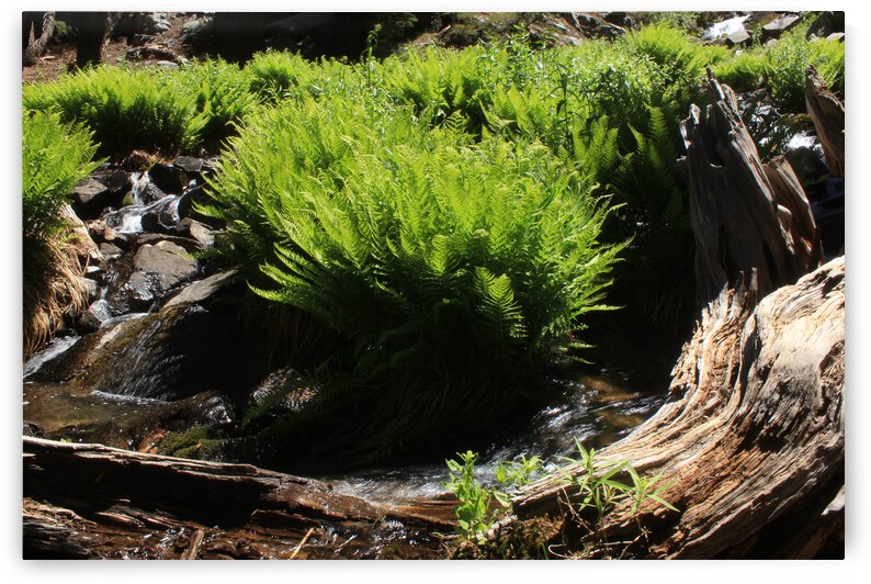 Ferns Log Creek by Dan McConnell