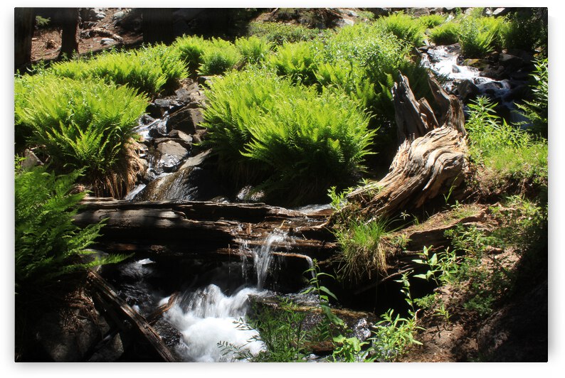 Sierra Nevada California Ferns Mammoth Creek Log by Dan McConnell