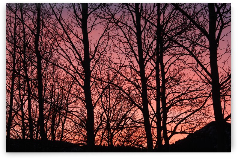 Tree Silhouette Sunset by Dan McConnell
