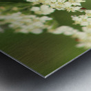 BeeWhiteFlower Metal print
