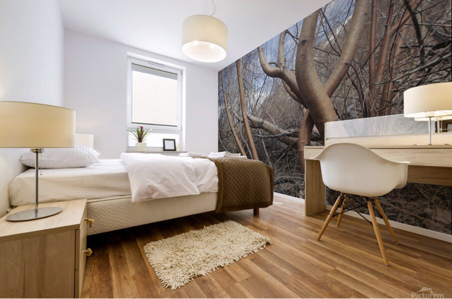 Silver Birch Tree Mural print