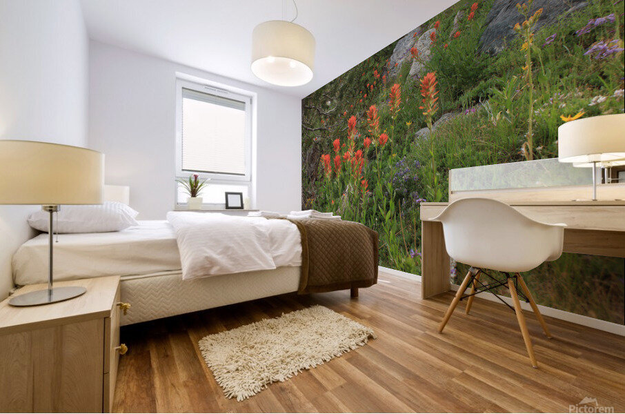 Indian Paintbrush Mural print