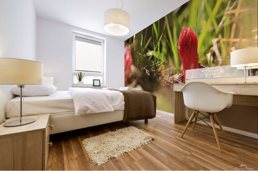 snowplant1 Mural print