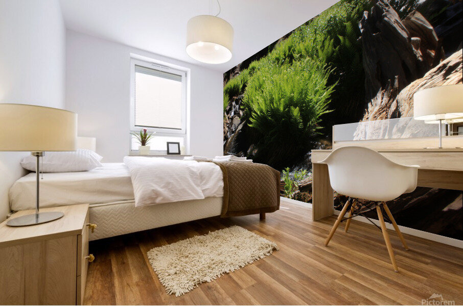 Ferns Log Creek Mural print