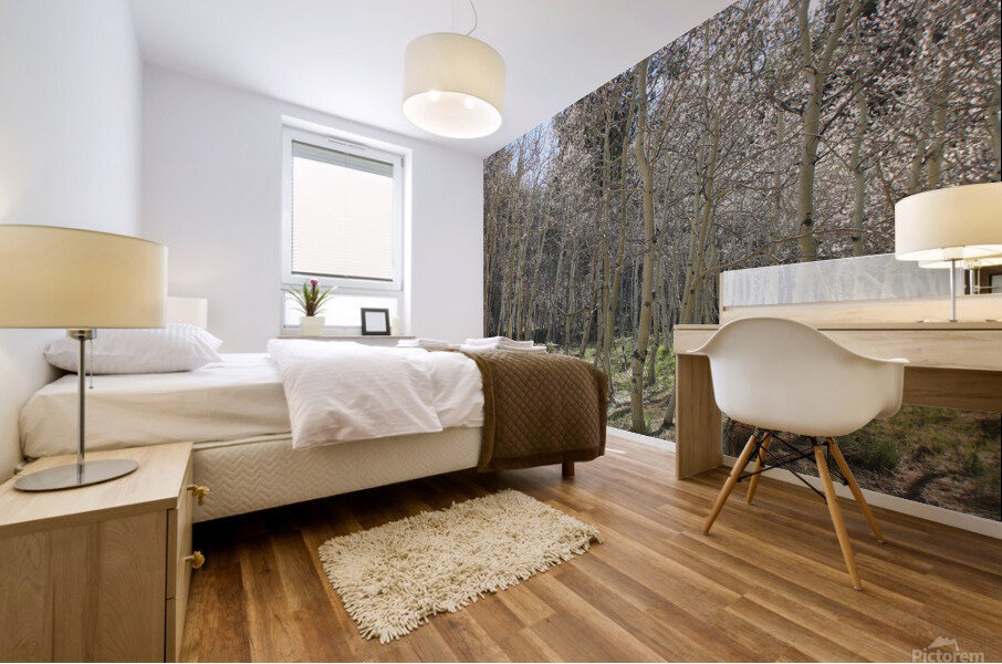 Aspen Grove  Mural print