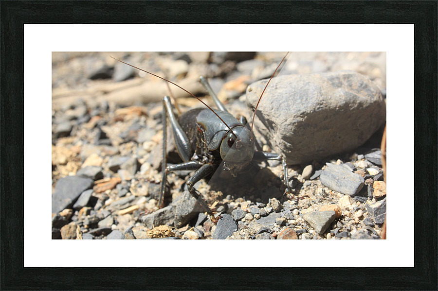 bugscifi Picture Frame print