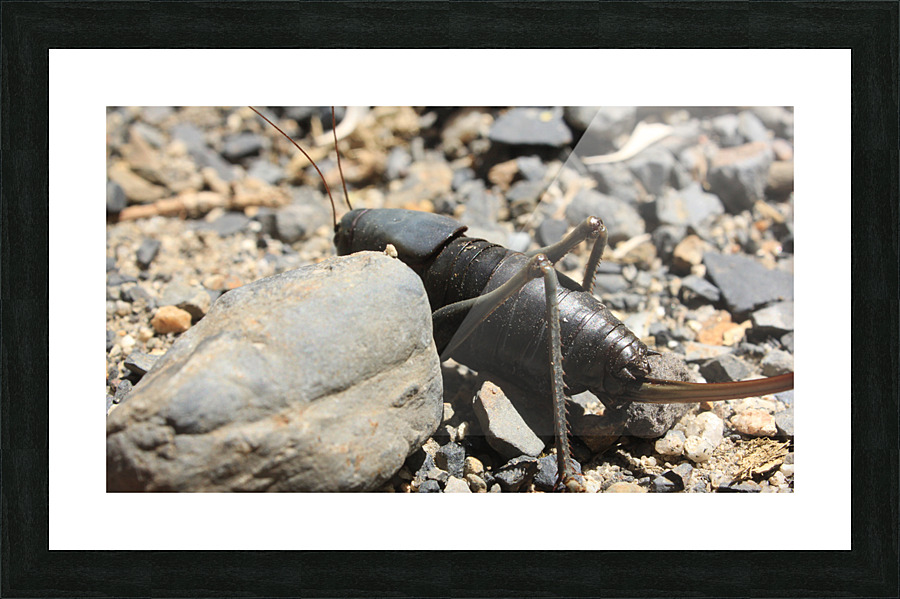 bug3 Picture Frame print