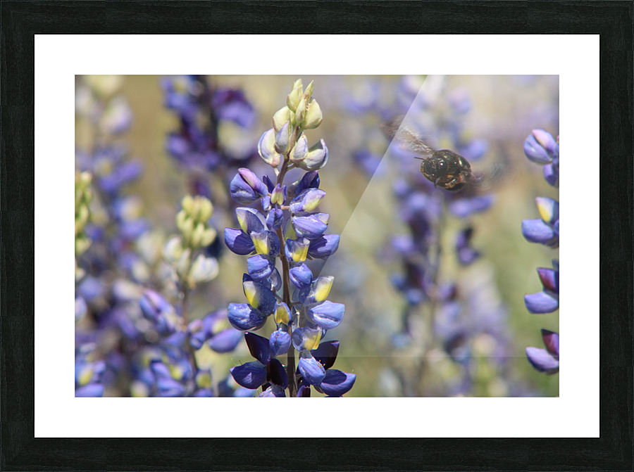 Bee Lupin Picture Frame print