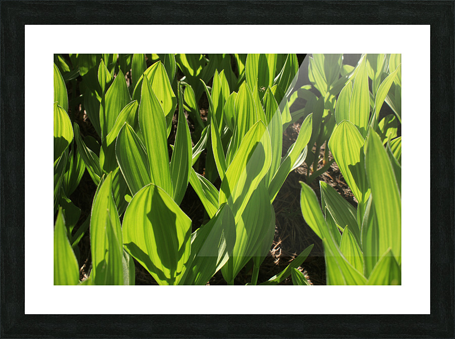cornlillyalien Picture Frame print