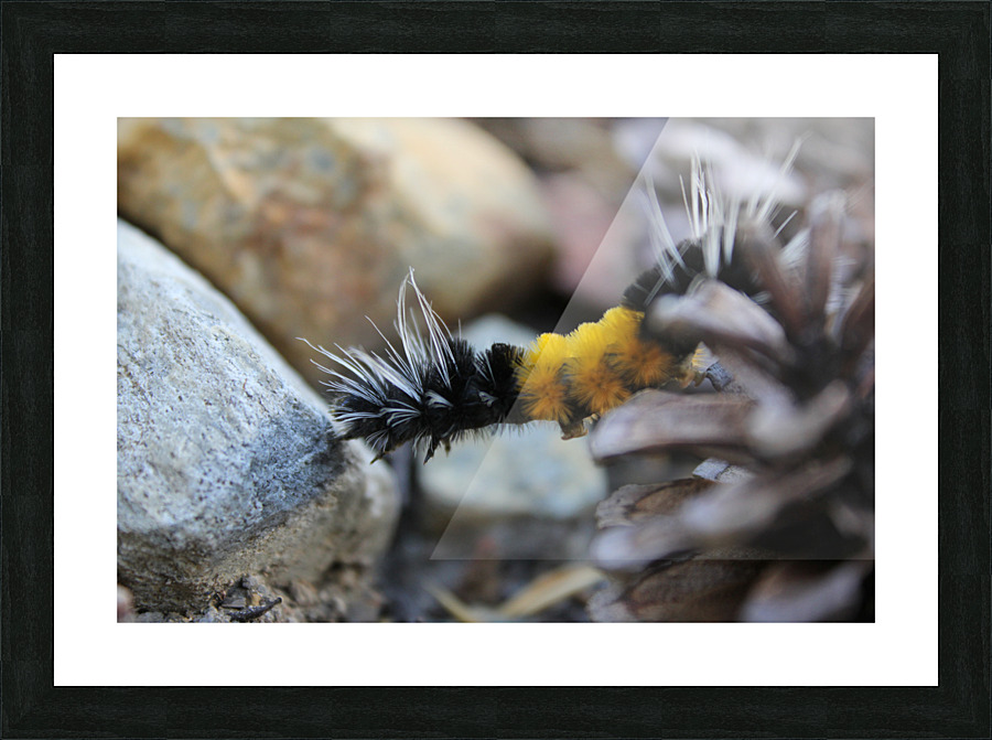 CaterplrStretch Picture Frame print