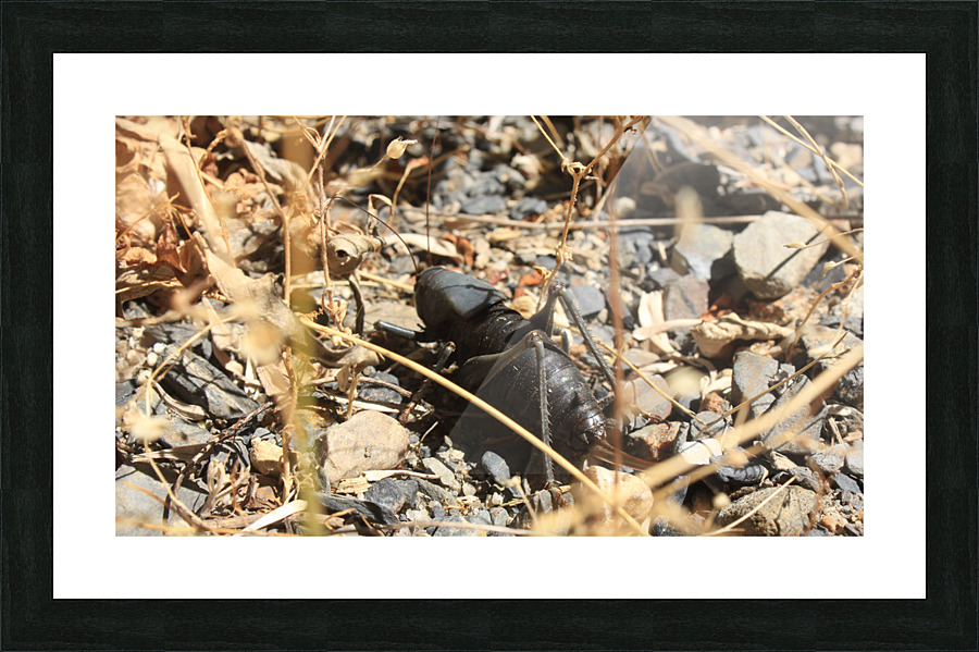 bug1 Picture Frame print