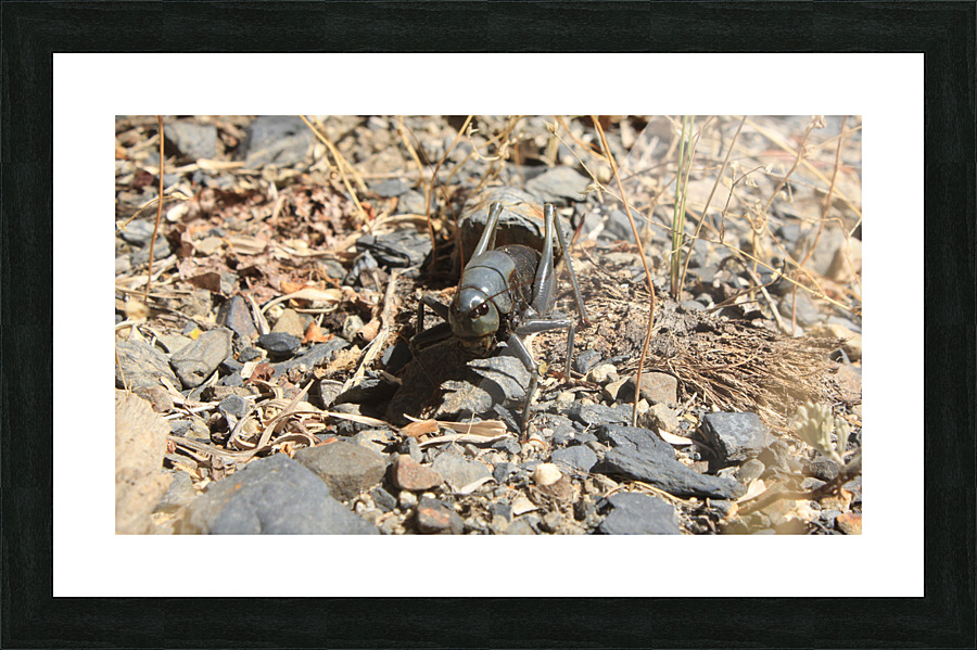 bug2 Picture Frame print