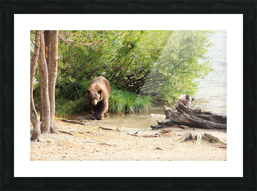 bear grass lake Picture Frame print