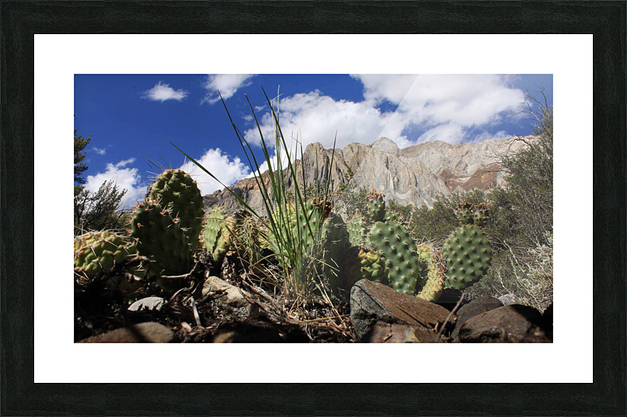 Cactus Laurel Mountain Picture Frame print