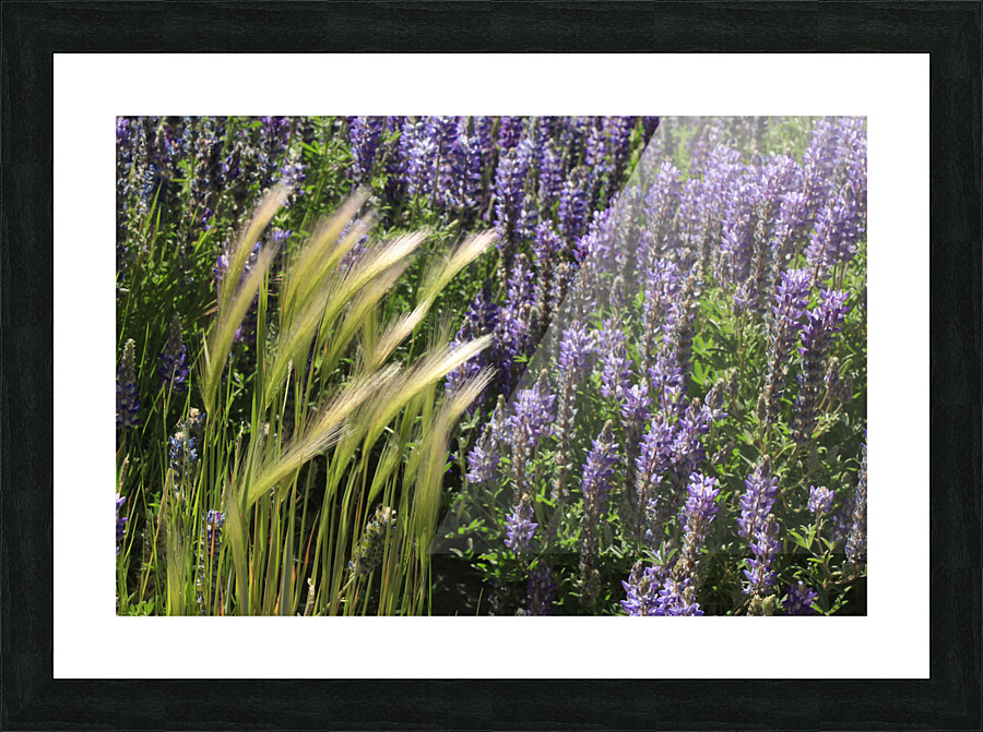 Lupin Picture Frame print