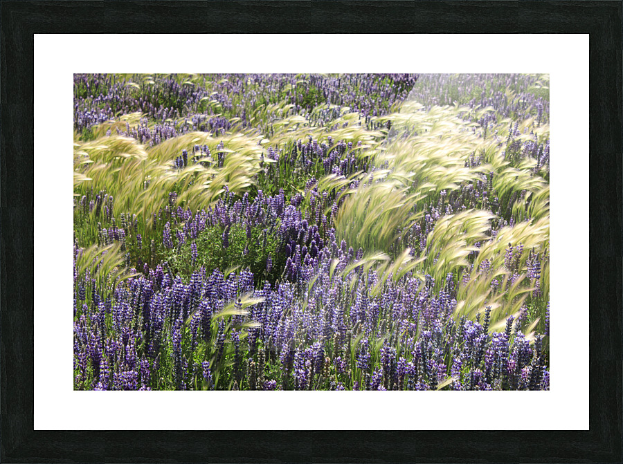 Lupin Flowers  Picture Frame print