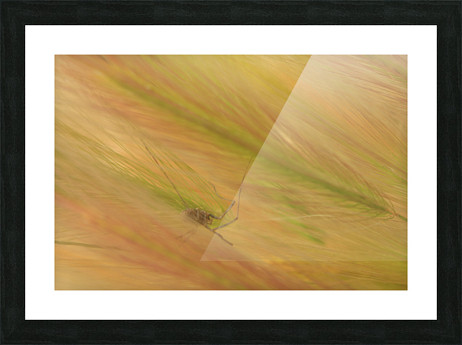 Spider Grass  Picture Frame print