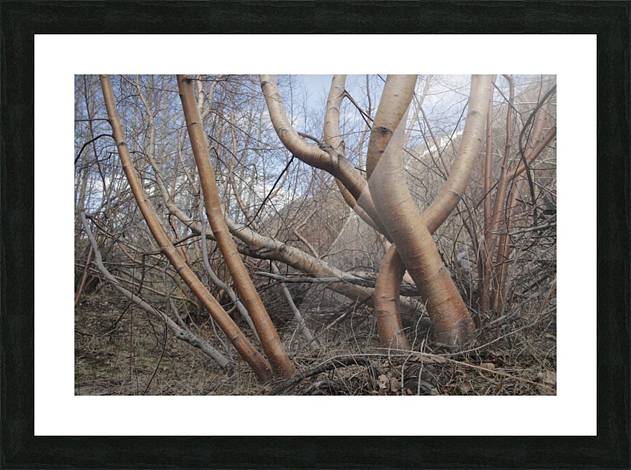 Silver Birch Tree Picture Frame print