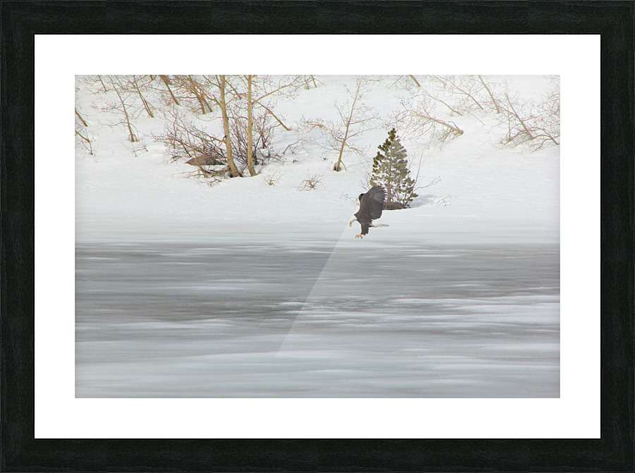Bald Eagle Picture Frame print