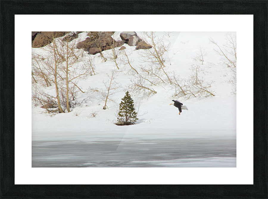bald eagle  Picture Frame print
