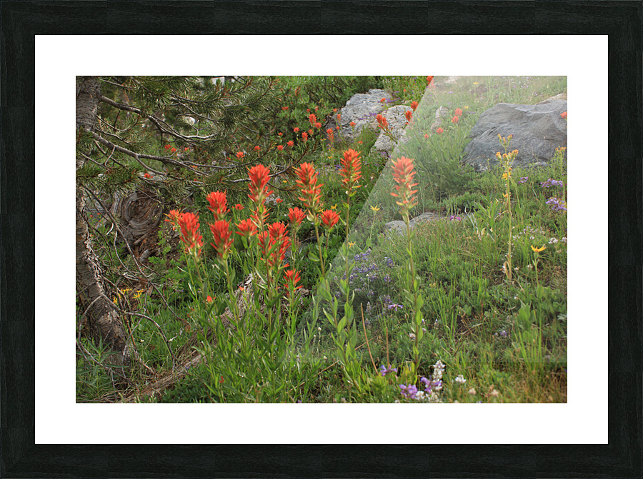 Indian Paintbrush Picture Frame print
