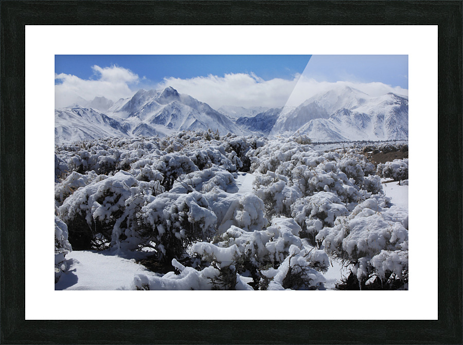 sagesnowmorrison Picture Frame print