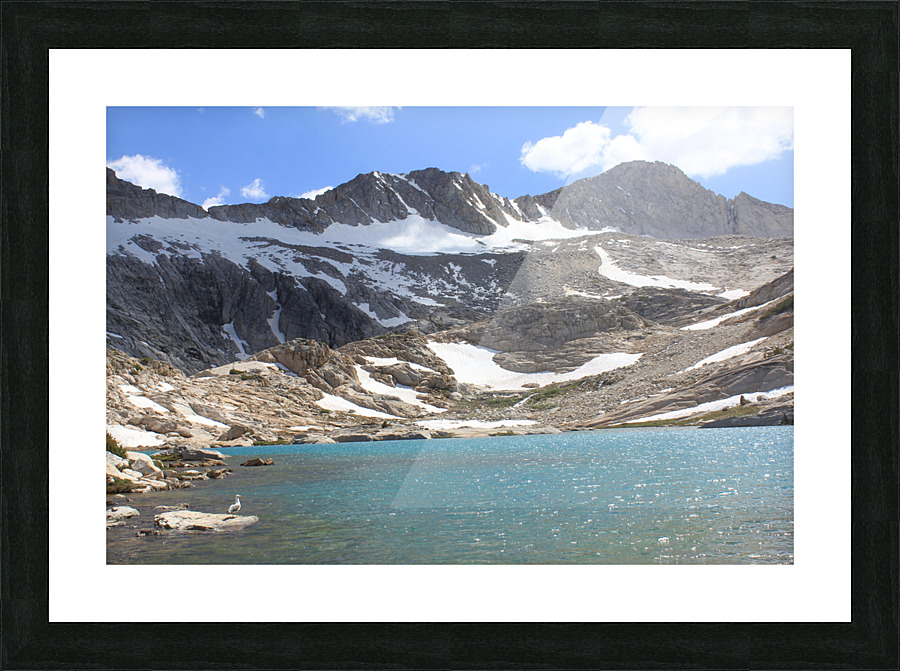 seagullakeconess 2 Picture Frame print