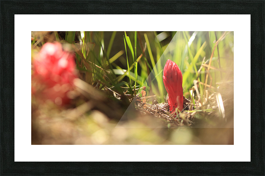 snowplant1 Picture Frame print