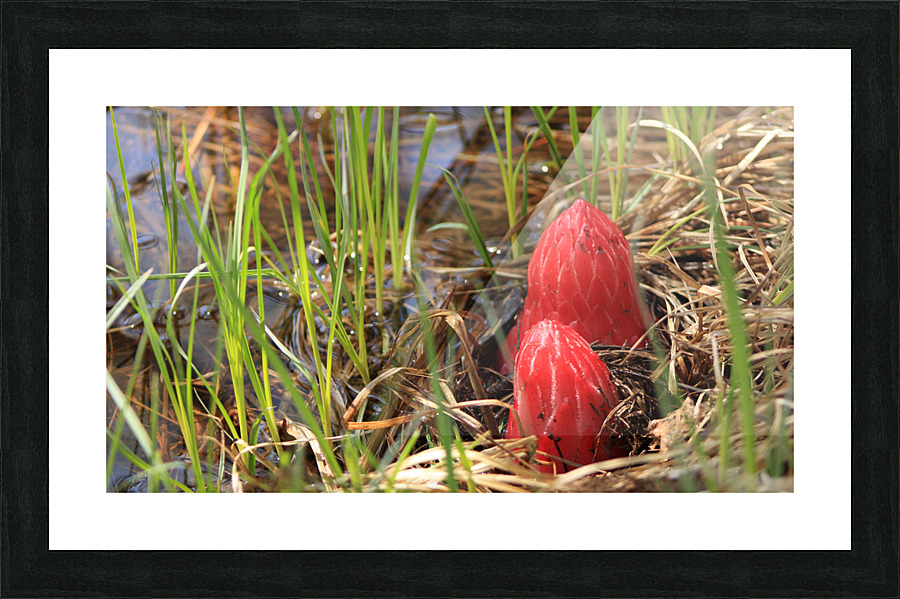 snowplants Picture Frame print
