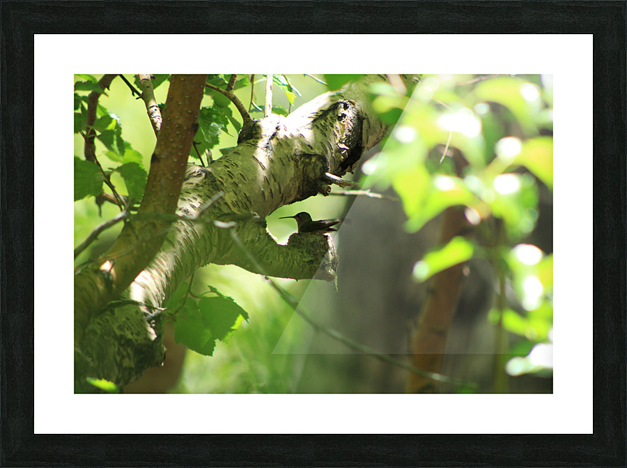 Humbirdnest Picture Frame print